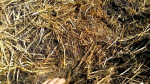 Уборка картофеля минитрактором 2021