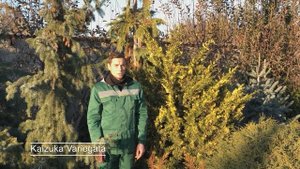 Можжевельник китайский - Juniperus chinensis. Обзор некоторых сортов из коллекции нашего сада!