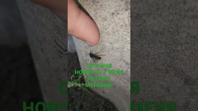 УРА У МЕНЯ НАЧАЛСЯ ЛЁТ #муравьи #огород #сад #матка #парк #ПРО100_МУРАВЕЙ смотреть онлайн