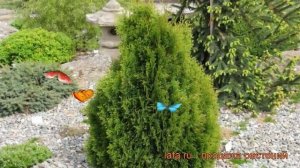 Туя западная Мики (thuja occidentalis miky miky) ? туя Мики обзор: как сажать саженцы туи Мики