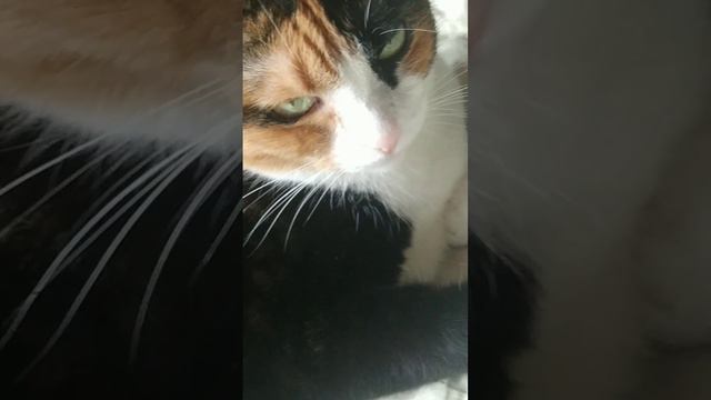моя кошка 😼 Ингрид #cat #милота