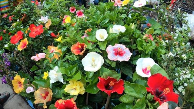 ALLAMANDA HIBISCUS KAMINI FLOWER PLANT PRICE | MONDAL NURSERY AT GALIFF STREET| Best Flowers Foreve смотреть онлайн