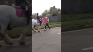 Лошадь или единорог? Horse or Unicorn?