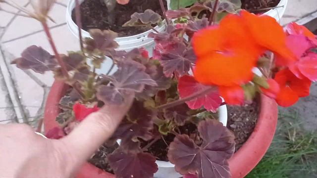 ПЕЛАРГОНИЯ ИЗ ЦВЕТНЫХ ПАКЕТИКОВ. КАК НА КАРТИНКЕ???ИЛИ НЕТ??? ПОДВОЖУ ИТОГИ смотреть онлайн