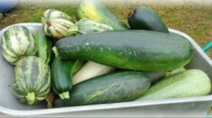 Разнообразие сортов кабачков