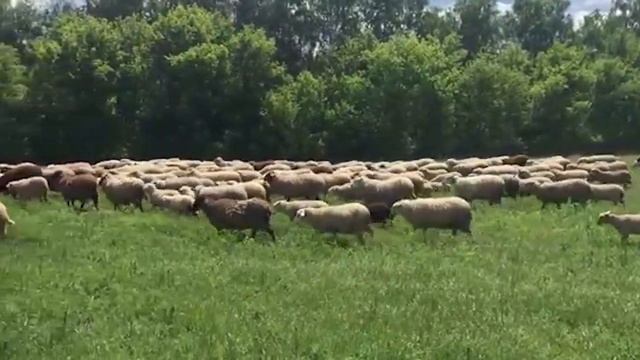 Обережная сила крапивы. смотреть онлайн