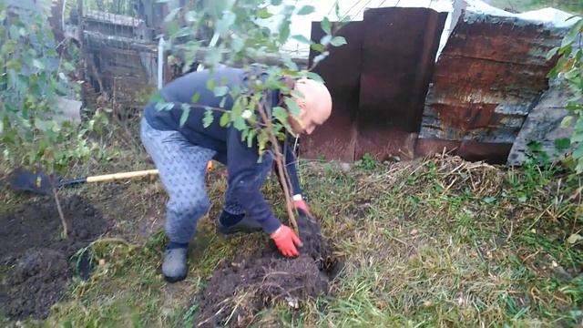 Как посадить вишню осенью. Благоустройство заброшенного участка. Часть 13 смотреть онлайн
