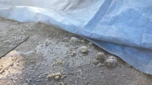 Жом 100%сохранность при плюсовой температуре