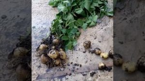 картофель ГАЛА нижегородская область Супер-Агро ☝️☝️??
