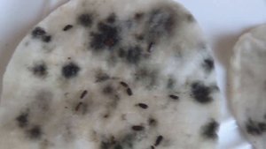 ЛАВАНДА после стратификации//САЖАЕМ и помещаем в тепличку//