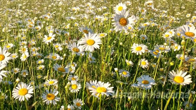 Когда все родственники отвернулись, Маша ухаживала за бабушкой 3 года, а едва услышав… смотреть онлайн