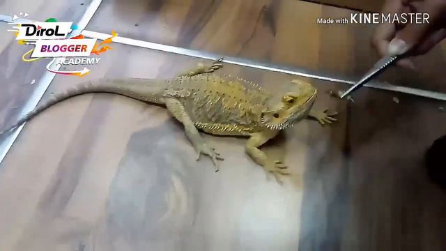 Как я провожу свое свободное время #DirolBlogger смотреть онлайн