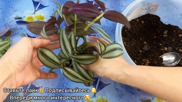 Это растение ЧЕМПИОН?По скорости и приживаемости?И какая красотка?ТРАДЕСКАНЦИЯ?Быстрое размножение?