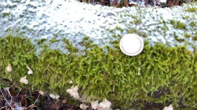 Picatura crispa, Plicaturopsis crispa (Пликатуропсис курчавый), January 16, 2022 смотреть онлайн