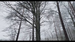 CANON C70 REVIEW // Canon's best CINEMA CAMERA?