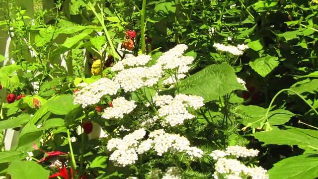 bees and wasps on yarrow смотреть онлайн