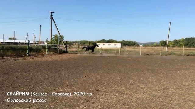 ПРОДАЖА. Орловский рысак. СКАЙРИМ, жеребец, 2020 г.р. Энергичный, любопытный и ПЕРСПЕКТИВНЫЙ конь. смотреть онлайн