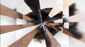 бархатные тяги