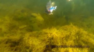 ПОДВОДНАЯ СЪЁМКА,АТАКА ЩУКИ ПОД ВОДОЙ.