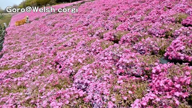 moss phlox festival Sagamihara city / 相模川芝ざくらまつり 相模原市 新戸 20150417 Goro@Welsh corgi コーギー dog смотреть онлайн