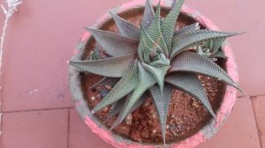 || HAWORTHIA LIMIFOLIA TRANSFORMATION ||