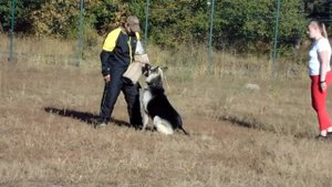 ВЕО ВИВАТ ФИНИСТ ЯСНЫЙ СОКОЛ