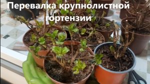 Получила саженцы! Перевалка крупнолистной гортензии. часть 2.