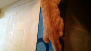 Как защитить стены от котов))