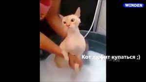 Говорящие коты! 
Лучшая подборка 2023