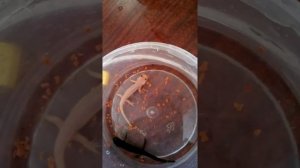 как содержать тритонов в домашних условиях