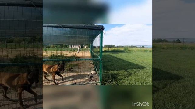Зоогостиница