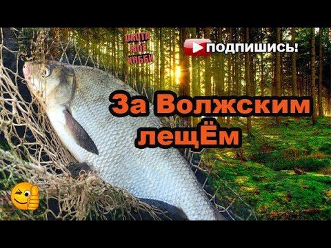 Ловля леща "на кольцо" смотреть онлайн