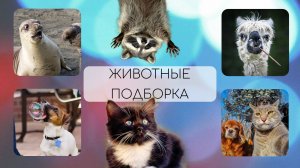 Приколы с животными / Смешные видео с котиками / Подборка видео 2023