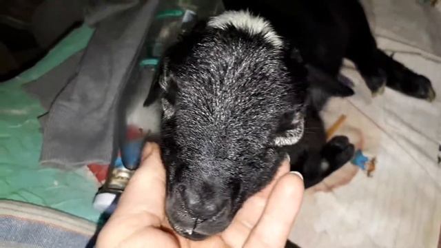 У нас БЕДА!!! Не углядели! Окотилась овца. Ягненок замерз?! смотреть онлайн