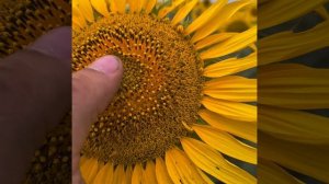 Напала совка. Обработка амплиго