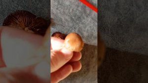 Коноцибе Филариса или бархатистоножковая ? а может Смита.