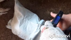 Индюки Хайбрид Конвектор в 4 месяца! Вес, кормление и содержание.