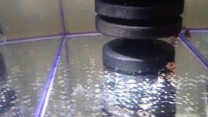 Разведение тернеции глофиш Личинка тернеции Мальки тернеции гло