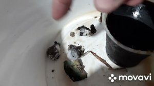 БГВ 220 Триходерма Гумины размножение