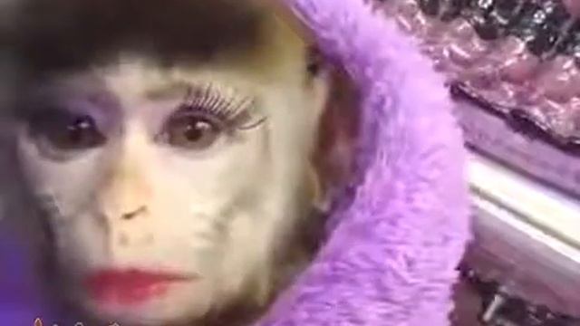 Обезьянка Красотка евро - гобеленовый купон