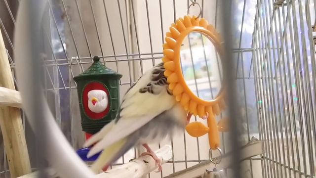 Ксюша и зеркало. Весёлое пение для попугайчиков.