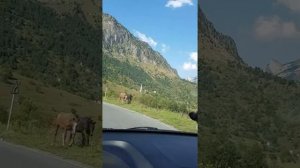 Джейрах самое красивое место #джейрахскийрайон #джейрах #таргим #армхи #горы