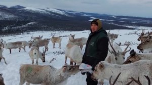 МЕДВЕДЬ СЪЕЛ ОЛЕНЁНКА. НЕ УСПЕЛИ...