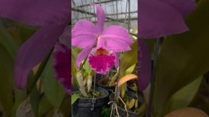 Cattleya labiata rubra