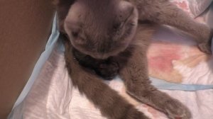 Кошка рожает. Как рождается котёнок. Шотландская вислоухая роды и маленькие котята.