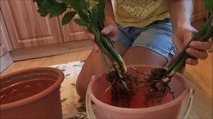 Пересадка Замиокулкаса, а еще его называют Долларовое дерево