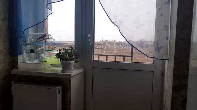 пение зеленого кенара