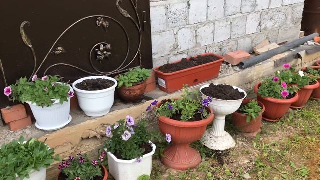 Моя любимая дача 10 июня 2018 г. Новые хосты. Опять пузыреплодник. Вылезли кабачки. Розы. смотреть онлайн