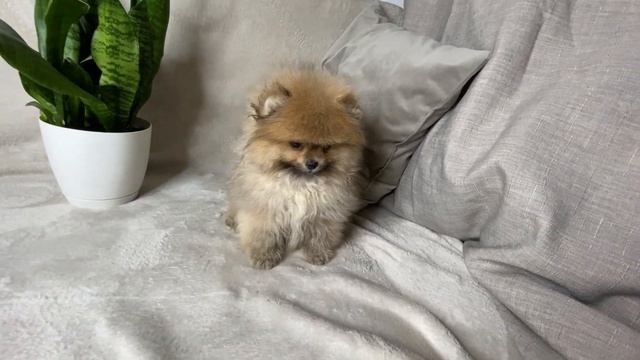 Шпиц мишка | Щенок шпица медвежьего типа