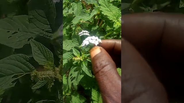 Heliotropium indicum famille des boraginaceaes смотреть онлайн